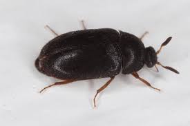 Basement Black Beetle Bug In House Cigarette Beetle Prevention And Control Plunkett S Pest Control
