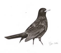 Pencil Drawing Of A Blackbird Black Bird Blackbird Art Bird Art A bird to be seen in the full sun, the male brewer's blackbird is a glossy, almost liquid combination of black, midnight blue, and metallic green. black bird blackbird art bird art