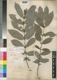 Image result for Cremaspora