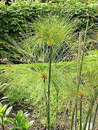 Keanekaragaman flora dan fauna dapat menjadi sumber inspirasi dalam menggambar. Mesir Kuno Lingkungan Tanaman Wikibuku Bahasa Indonesia