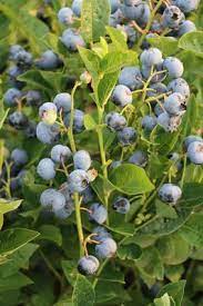 Heidelbeeren wachsen gerne mit einer mulchdecke aus angerottetem laub. Heidelbeeren Vermehren 3 Moglichkeiten Einfach Und Verstandlich Erklart