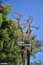 Image result for Erythrina falcata
