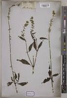 Image result for Centrostachys aquatica