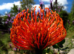 Image result for Protea micans