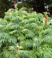 Image result for Melianthus major