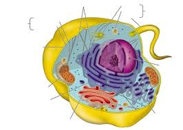 Flagellum is an extra cellular appendage for motility in bacteria. Flagellum Ribosomes Cell Membrane Nucleus Mitochondri