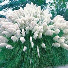 Cortaderia Selloana White From Santa Rosa Gardens Pampas Grass Pink Pampas Grass Cortaderia Selloana Pampas Grass Seed