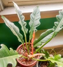 We did not find results for: Plant Blog Introducing Philodendron Jungle Boogie