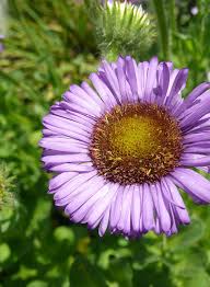 Image result for Erianthemum virescens