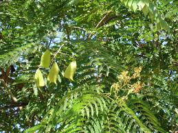 Image result for Caesalpinia sappan