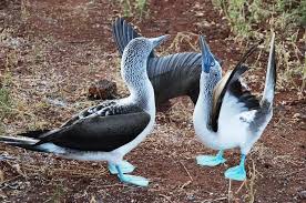 Bird With Blue Feet Galapagos Pin On Textile Inspiration