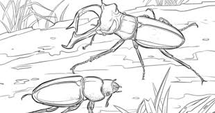 Download and print free stag beetle coloring pages to keep little hands occupied at home; Stag Beetles Coloring Page Stag Beetle Coloring Pages Stag
