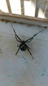 Black widow spiders pose a danger to everyone, not just children and pets. Tucson Black Widow Control Arizona Pest Control