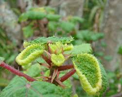 Image result for Obetia tenax