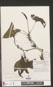 Image result for Cercestis congensis