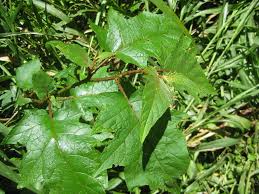 Image result for Solanum richardii