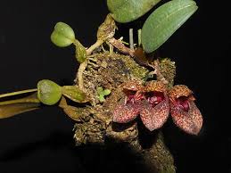 Image result for Bulbophyllum josephi