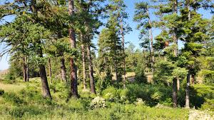 Residential and commercial property owners often prioritize flowering plants and shrubs in their landscape design. The Biggest Trees Capture The Most Carbon Large Trees Dominate Carbon Storage In Forests Science Research News Frontiers