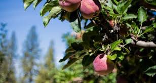 Folks reserve fruit trees for shipment in winter & early spring. Over The Garden Fence Planting Bare Root Fruit And Nut Trees Sierra News Online