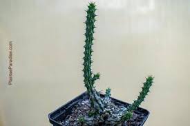 Image result for Euphorbia corniculata