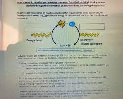 Structure & function a worksheet on basic cell: Solved Part A How Do Muscles Get The Energy They Need Fo Chegg Com