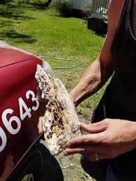 Pest control summerville and pest control charleston sc tri county area. Keith S Termite Pest Control Llc Pest Control Service In Summerville Sc