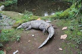 Tersisih ovhie firsty by inkly s nasty. File Buaya Darat Crocodile Jpg Wikimedia Commons