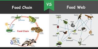 Several new studies attempt to put a price tag on the internet. Difference Between Food Chain And Food Web Bio Differences