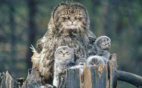 Meowls Are A Gorgeous Cat Owl Hybrid That The Mad Scientists Of The Internet Have Created Gorgeous Cats Owl Cat Funny Owls