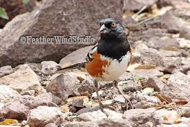 Birds Of West Texas Photos Spotted Towhee West Texas Bird Photography By Featherwindstudio Bird Photography Nature Prints Desert Art