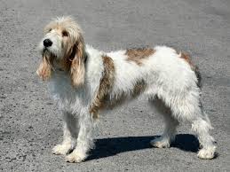 Routine at home examination and grooming on a weekly basis will keep coat maintenance quite manageable and allow you to notice any changes. Grand Basset Griffon Vendeen Vs Yorkshire Terrier Breed Comparison