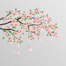 Papier peint personnalisé fleurs, printemps, aquarelle, épanouissement, fleur, cerise, dessin, floral, japon, japonais. Branche De Sakura De Cerisier Japonais Avec De Belles Fleurs Roses Dessin De Vecteur Sur Un Fond D Isolement Illustration Stock Illustration Du Fleurs Ramassage 138166491