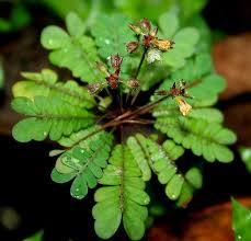 Image result for Biophytum crassipes