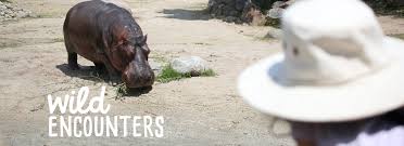 The toronto zoo's animals are grouped together based on the region of the world where they originate. Toronto Zoo Wild Encounter