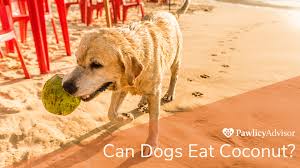 In general, most adults don't exercise strenuously enough to need sports drinks or coconut water, so. Can Dogs Eat Coconut Here S Everything You Need To Know Pawlicy Advisor