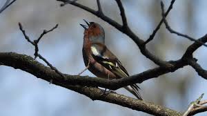 Buchfink Frigillia Coelebs Bestand Lebensraum Gesang Verhalten In 2020 Buchfink Vogel Erkennen Lebensraum