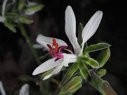 Image result for Pelargonium apetalum
