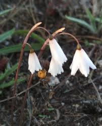 Image result for Cyrtanthus rhodesianus