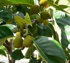 Image result for Artocarpus