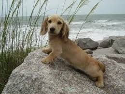 1 year genetic health guarantee, shots up to date with. English Cream Dachshund Daschund Puppies English Cream Dachshund Dachshund Puppies