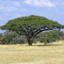 Growing a tree is growing a legacy! Acacia Erioloba Camel Thorn Giraffe Thorn Buy Seeds At Rarepalmseeds Com