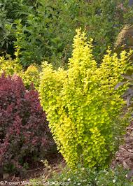 Helmond pillar barberry is a deciduous shrub that grows upright, like a column. Barberry Sunjoy Gold Pillar Berberis Thunbergii
