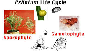 Image result for Psilotum nudum