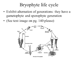 Check spelling or type a new query. Lecture 11 Algae Bryophytes And Ferns Ppt Video Online Download