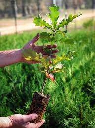 Image result for oak sapling