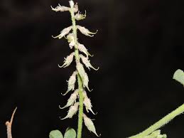 Image result for Indigofera microcarpa