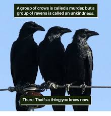 Pin On Ravens Crows