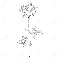 Follow along to learn how to draw this realistic rose easy, step by step. Rose Flower Fully Open With Leaves And Long Stem Realistic Hand Royalty Free Cliparts Vectors And Stock Illustration Image 148942073