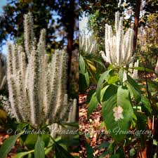 Image result for Limnophyton obtusifolium