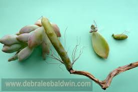 Succulent plant zu spitzenpreisen kostenlose lieferung möglich Why I Love Ghost Plant Graptopetalum Paraguayense